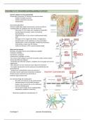 Samenvatting Fysiologie 3