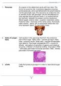 Endocrine Pancreas & Diabetes Mellitus