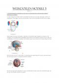 Uitwerking weekdoelen module 5