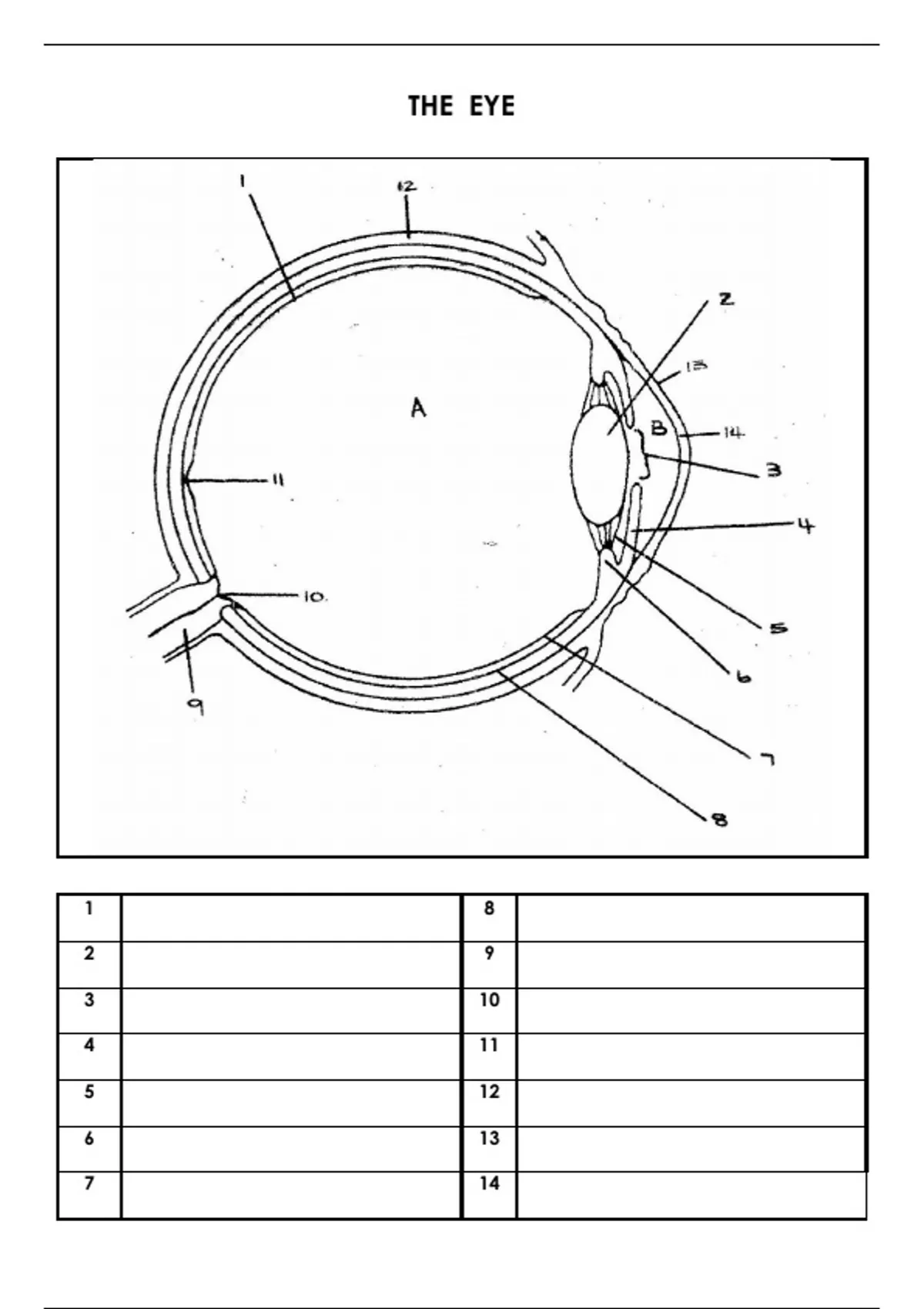 Summary The eye - Grade 12 Life Sciences - Life Sciences - Stuvia SA