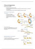 Résumé - biochimie : gluconéogenèse