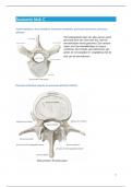 Uitwerkingen anatomie blok C levensfasen fysiotherapie