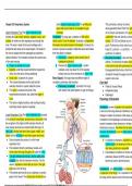 Chapter 26: Respiratory System