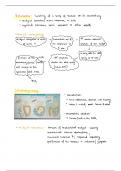 Midgut Volvulus and Intestinal Malrotation for USMLE