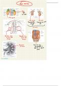 Anatomie des reins; illustrations et légendes faciles à comprendre