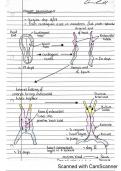 Cardiac Embryology Summary