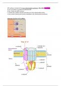 Metabolism in depth lecture notes