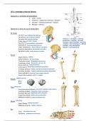 voorbereiding osteologie