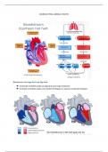 samenvatting cardiale functie
