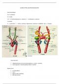 samenvatting anatomie van de bloedvaten