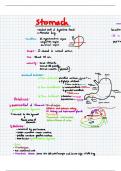 Anatomy of Stomach