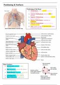 Cardiovascular System Anatomy Summary Notes for Dentistry (Year 1)