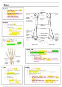 Dentistry Year 1 Anatomy Summary Notes