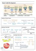 Oral & Craniofacial Development - Dentistry Year 1 Summary Notes