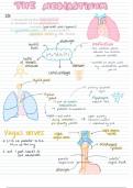 Anatomy of the mediastinum