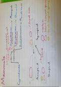 Hand written summary notes on Mammalian Biology