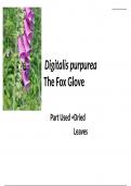 SLIDES IN DIGITALIS PHARMACOGNOSY