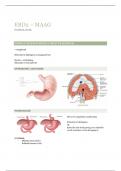 samenvatting maag - EBD2