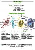 Lernzettel Zellbiologie | Biologie Oberstufe