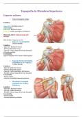 Topografia miembro superior
