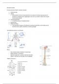 Samenvatting -  Fysiologie, zorg en begeleiding: BEENDERENSTELSEL