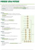 Mitose und Meiose