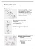 Samenvatting lessen beschrijvende neuro-anatomie  tokla