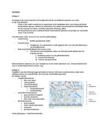 Mondhygiene jaar 1 periode 3