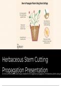 Herbaceous Stem Cutting Presentation 