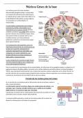 Tema de Neurociencia: Nucleos Grises de la Base
