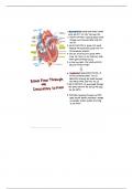 Bsci 440 -  Blood Flow Through Circulatory System Summary 