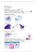 Samenvatting labo pathologische anatomie