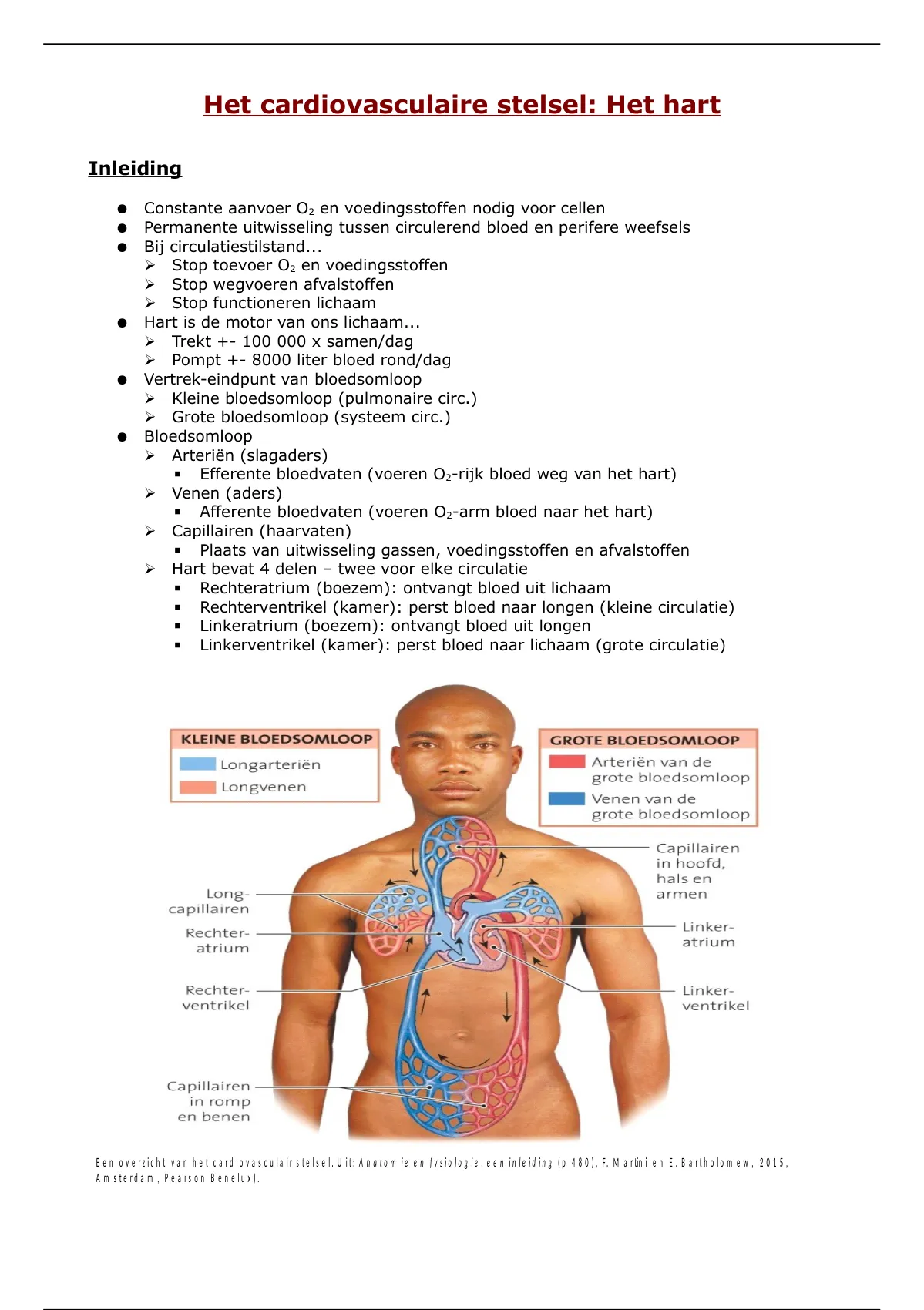 Samenvatting Het Cardiovasculaire Stelsel - Hart - Anatomie En Fysiologie -  Stuvia Us