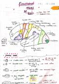 Functional areas of brain