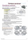 Corteza cerebral y sus áreas 