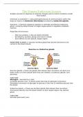 IEB Endocrine System notes