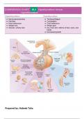 endocrine figures