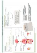 The endocrine system cheat sheet