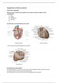 Samenvatting topografische en klinische anatomie 2 Thorax