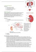 Samenvatting - Anatomie