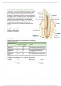 Samenvatting - Tandheelkunde