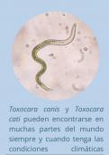 Folleto de parasitología sobre Toxocara