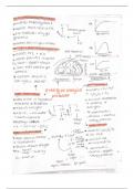 Summary mind maps on Photosynthesis 