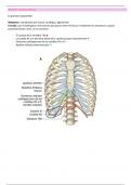 anato, histo y fisio cardiovascular 