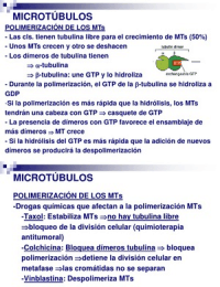 Microtubulos 