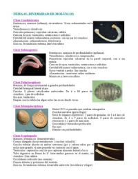 Zoologia: Tema 15. Diversidad de moluscos