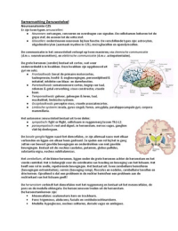 GNK Jaar 3 Zenuwstelsel