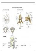 Compleet overzicht thoracale en cervicale wervelkolom