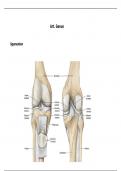 Anatomie van de knie