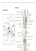 Anatomie van de heup